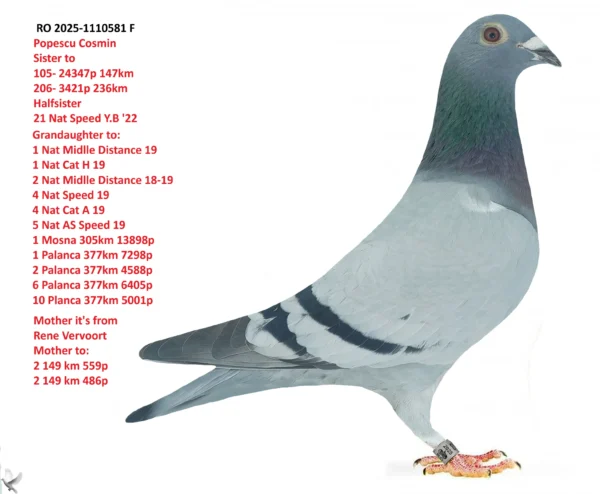 RO 2025-1110581 F Popescu Cosmin Sister to 105- 24347p 147km 206- 3421p 236km Halfsister 21 Nat Speed Y.B '22