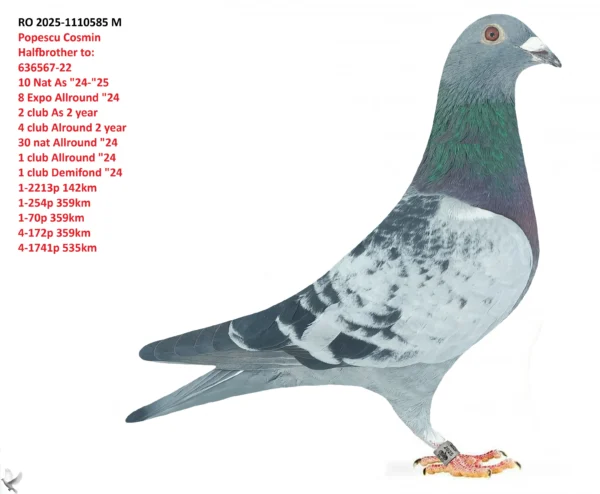 RO 2025-1110585 M  Popescu Cosmin  Halfbrother to:  636567-22  10 Nat As "24-"25  8 Expo Allround "24  2 club As 2 year  4 club Alround 2 year  30 nat Allround "24  1 club Allround "24  1 club Demifond "24  1-2213p 142km  1-254p 359km  1-70p 359km  4-172p 359km  4-1741p 535k