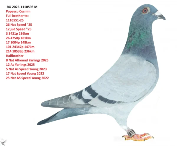 RO 2025-1110598 M Popescu Cosmin Full brother to: 1110551-25 26 Nat Speed "25 12 jud Speed "25 3 3421p 236km 26 4750p 181km 17 1004p 148km 101 24347p 147km 214 18539p 236km Halfbrother 8 Nat Allround Yarlings 2025 12 As Yarlings 2025 5 Nat As Speed Young 2023 17 Nat Speed Young 2022 25 Nat AS Speed Young 2022