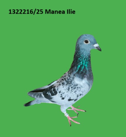 1322216 p RO 25-1322216 M Manea Adrian nepot Bulgaroaica cea mai buna reproducatoare