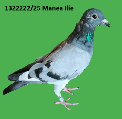 1322222 p RO 25-1322222 M Manea Ilie linie Oud Doffertije/Rodico/Olympic Bles