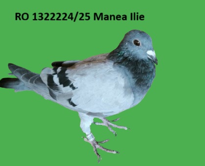 1322224 p RO 25- 1322224 Mascul Manea Ilie 100% Van Der Wegen