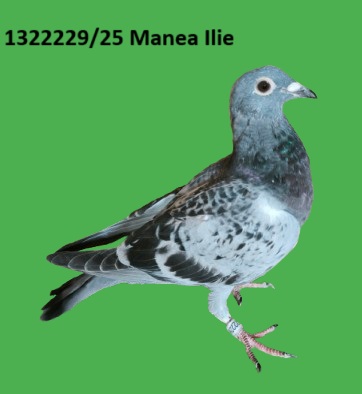 1322229 p RO 25-13222229 Femela Manea Ilie fiica din super zburatoarea: LOC 1-2169-P-1087-KM LOC 90-1209-P-1013-KM LOC168-1027-P-1091-KM NORMA MARATON EXTREM SI AS MARATON EXTREM