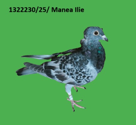 1322230 p RO-25-1322230 M Manea Ilie fiu din super zburatoarea, LOC 1-2169-P-1087-KM LOC 90-1209-P-1013-KM LOC168-1027-P-1091-KM NORMA MARATON EXTREM SI AS MARATON EXTREM