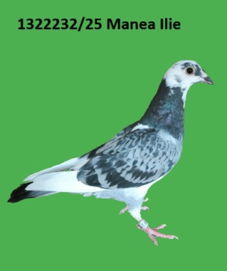 1322232 p RO 1322232/25 Femela Manea Ilie nepot Bulgaroaica baza crescatorie pentru etapele de maraton