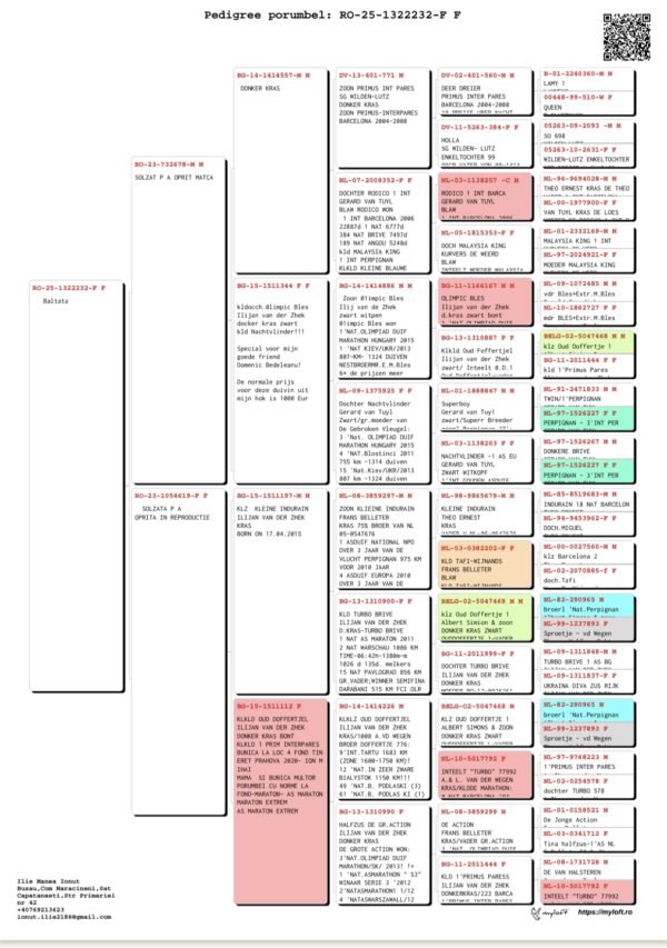RO 1322232/25 Femela  Manea Ilie nepot Bulgaroaica baza crescatorie pentru etapele de maraton