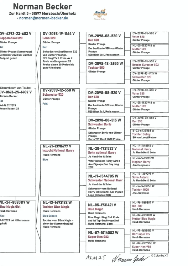 DV 1063-25-1407 Mascul Norman Becker tata dublu nepot 520de 7 x locul 1 mama Hub Herman Haary x Blue Magic