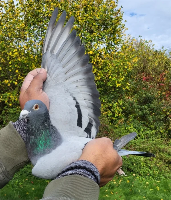 Dv 0699-24-202 Mascul zburat 5 etape la pui in Germania dublu strănepot Crimson tatăl este  fiu din Crimson  sin Antar cu Amina super reoducatori Genr Leideman, mama  tot o nepoata Crimson dar si nepoata din Alber locul 1 As Germania 2019