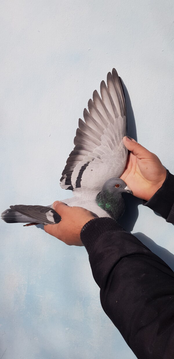 GB 20-B57216 M Orig. Dudu Sorin 3 AS Pigeons EuroStar 10 Place Final race Euro Star OLR 2020   547km HARD RACE only 1 pigeon in first day     Raced by Daniel Iordache