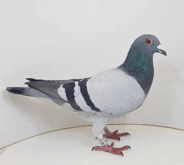 GB 20-B57216 M Orig. Dudu Sorin 3 AS Pigeons EuroStar 10 Place Final race Euro Star OLR 2020   547km HARD RACE only 1 pigeon in first day     Raced by Daniel Iordache