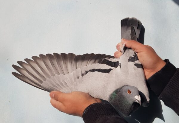 GB 20-B57216 M Orig. Dudu Sorin 3 AS Pigeons EuroStar 10 Place Final race Euro Star OLR 2020   547km HARD RACE only 1 pigeon in first day     Raced by Daniel Iordache