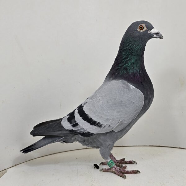 ESP 23-126533 Veselin Velentinov 137 Final 775p 450km Balkanic Fair Play 2023  Brother to:  1 Ace Speed,  1 Ace General 2022  2 place Extra Final Derby Moledo Yearling '2023 44 Final 435km 544p Moledo OLR  107 Final AGR 2024