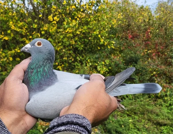 Dv 0699-24-202 Mascul zburat 5 etape la pui in Germania dublu strănepot Crimson tatăl este  fiu din Crimson  sin Antar cu Amina super reoducatori Genr Leideman, mama  tot o nepoata Crimson dar si nepoata din Alber locul 1 As Germania 2019
