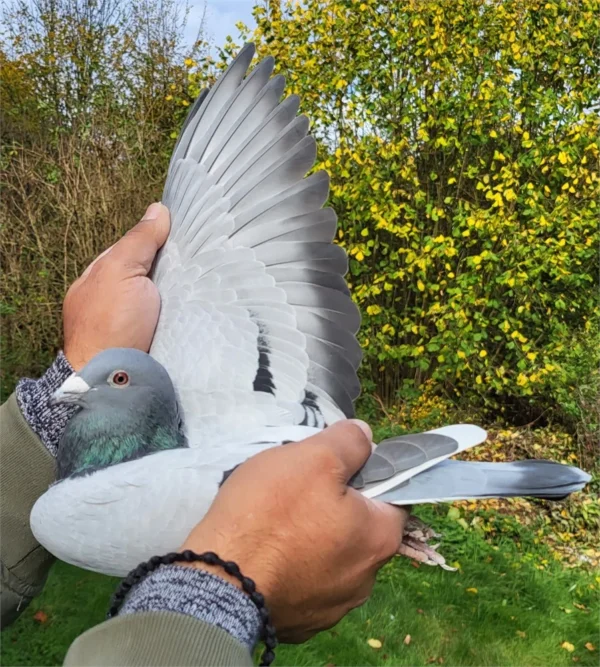 227 p Dv 0699-24-227 Mascul zburat la pui 5 etape in Germania, mama este o nepoata consangvina a faimosului KITTEL Dirk van den Bulk si nepoata din Goed Rood super reproducatoare, tatăl este consangvin pe 197 Hort Klein super reproducator.