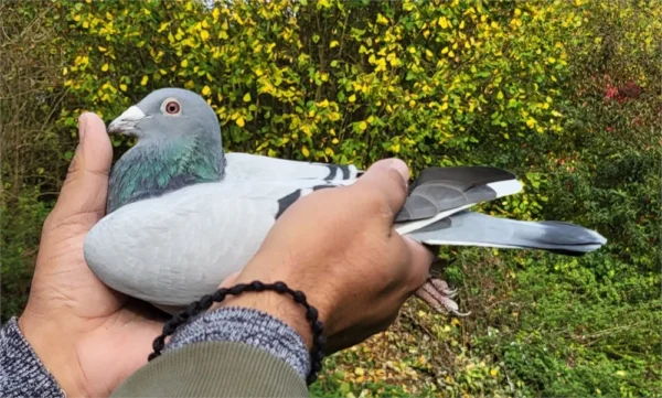 Dv 0699-24-227 Mascul zburat la pui 5 etape in Germania, mama este o nepoata consangvina a faimosului KITTEL Dirk van den Bulk si nepoata din Goed Rood super reproducatoare, tatăl este consangvin pe 197 Hort Klein super reproducator.