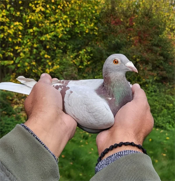 DV 0699-24-231 Femela Dimi&Chrysi Dimitriou porumbelul este zburat in Germania 5 etape la pui, tatăl este nepot consangvin  din fratele lui Goede Rode tatăl lui Kittel Dirk van den Bulk, mama este originala Team Kallen ceai mai buni zburători din Germania in ultimi 4 ani, este nepoata din super zburatorul si reproducatorul Crimson tata locului 1 As Germania la rândul ei femela este nepoata din Alber locul 1 AS Germania 2019.