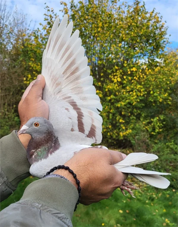 231p 2 DV 0699-24-231 Femela Dimi&Chrysi Dimitriou porumbelul este zburat in Germania 5 etape la pui, tatăl este nepot consangvin din fratele lui Goede Rode tatăl lui Kittel Dirk van den Bulk, mama este originala Team Kallen ceai mai buni zburători din Germania in ultimi 4 ani, este nepoata din super zburatorul si reproducatorul Crimson tata locului 1 As Germania la rândul ei femela este nepoata din Alber locul 1 AS Germania 2019.
