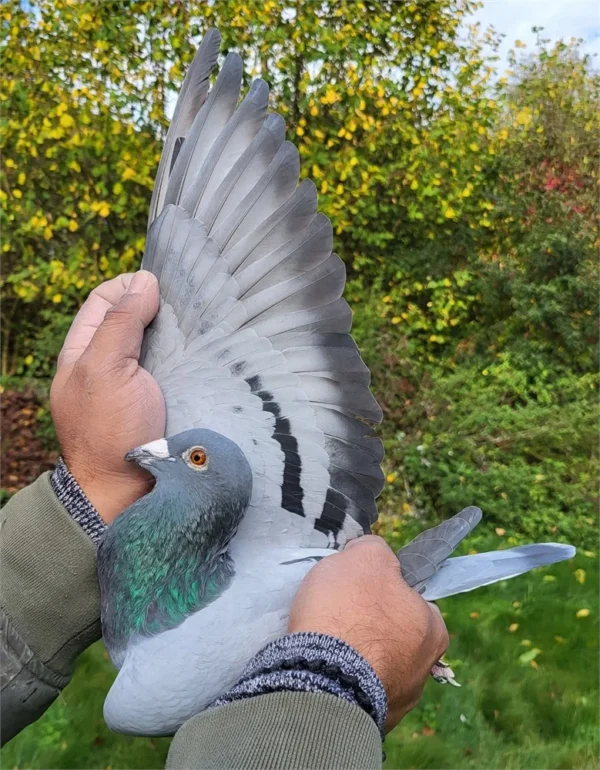 DV 0699-24-232 Mascul Dimi&Chrysi Dimitriou porumbelul este zburat in Germania 5 etape la pui, tatăl este nepot consangvin  din fratele lui Goede Rode tatăl lui Kittel Dirk van den Bulk, mama este originala Team Kallen ceai mai buni zburători din Germania in ultimi 4 ani, este nepoata din super zburatorul si reproducatorul Crimson tata locului 1 As Germania la rândul ei femela este nepoata din Alber locul 1 AS Germania 2019.