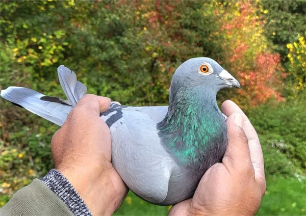 DV 0699-24-232 Mascul Dimi&Chrysi Dimitriou porumbelul este zburat in Germania 5 etape la pui, tatăl este nepot consangvin  din fratele lui Goede Rode tatăl lui Kittel Dirk van den Bulk, mama este originala Team Kallen ceai mai buni zburători din Germania in ultimi 4 ani, este nepoata din super zburatorul si reproducatorul Crimson tata locului 1 As Germania la rândul ei femela este nepoata din Alber locul 1 AS Germania 2019.