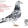 BE 25-6063000 Femela  Rene Vervoort  Grandaughter to  Goede Witte Father of  White Man 3 Nat Ace bird Short D  KBDB 2019   12 Nat Ace bird Short D KBDB 2018  1st World’s best Ace  bird FCI Short Distance Belgium