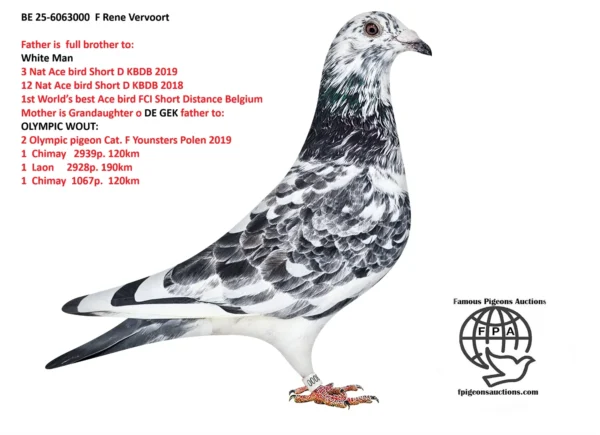 3000 BE 25-6063000 Femela Rene Vervoort Grandaughter to Goede Witte Father of White Man 3 Nat Ace bird Short D KBDB 2019 12 Nat Ace bird Short D KBDB 2018 1st World’s best Ace bird FCI Short Distance Belgium
