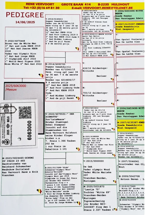 BE 25-6063000 Femela  Rene Vervoort  Grandaughter to  Goede Witte Father of  White Man 3 Nat Ace bird Short D  KBDB 2019   12 Nat Ace bird Short D KBDB 2018  1st World’s best Ace  bird FCI Short Distance Belgium