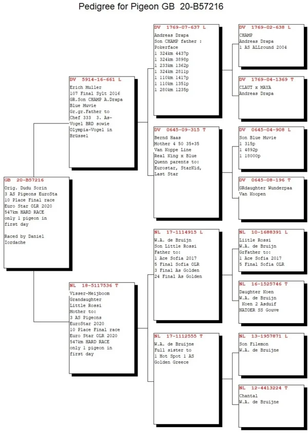 GB 20-B57216 M Orig. Dudu Sorin 3 AS Pigeons EuroStar 10 Place Final race Euro Star OLR 2020   547km HARD RACE only 1 pigeon in first day     Raced by Daniel Iordache
