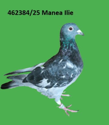 462384 p RO 25-462384 M Manea Ilie 100% Magirescu/Ojog/Dorneanu nepot Super Velden
