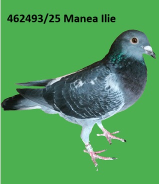 462493 p RO 25- 462493 M Manea Ilie nepot Super Velden 100% Magirascu/Ojog/ Dorneanu nepot Locul 1 Madona