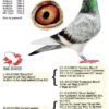 DV 6599-25-3305 Femela Speker Loft HYPERXCLUSIV !!!! Nepoata BLIZZARD KING KITTEEL 1. National Acepigeon Sprint KBDB 2021 1. World Best Pigeon Young Birds FCI 2021 1. Prov. Acepigeon KBDB 2021 Frate bun cu Phantom Blizzard 1. National Acepigeon Sprint KBDB 2024, Father UNICUM 1. National Acepigeon Sprint KBDB 2025