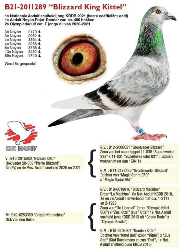 DV 6599-25-3305 Femela Speker Loft HYPERXCLUSIV !!!! Nepoata BLIZZARD KING KITTEEL 1. National Acepigeon Sprint KBDB 2021 1. World Best Pigeon Young Birds FCI 2021 1. Prov. Acepigeon KBDB 2021 Frate bun cu Phantom Blizzard 1. National Acepigeon Sprint KBDB 2024, Father UNICUM 1. National Acepigeon Sprint KBDB 2025