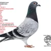 DV 9039-25-535 M Barboi Lucian Grandson to:OLYMPIC RICO 1 Olympic ACE YB CAT. F  1 Nat Ace KBDB YB Short Distance2020  1 WolrdBest Pigeon NINA 1st Olympiad bird Cat. H Romenia 2022 GRGRson to:  BLIZZARD KING KITTEL LEONTIEN 1 NAT ACE SMALL MIDD DISTANCE 2021