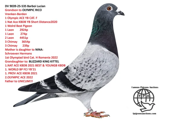 535 DV 9039-25-535 M Barboi Lucian Grandson to:OLYMPIC RICO 1 Olympic ACE YB CAT. F 1 Nat Ace KBDB YB Short Distance2020 1 WolrdBest Pigeon NINA 1st Olympiad bird Cat. H Romenia 2022 GRGRson to: BLIZZARD KING KITTEL LEONTIEN 1 NAT ACE SMALL MIDD DISTANCE 2021
