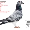 540 DV 9039-25-540 M RICO CLAY Barboi Lucian Grandson to OLYMPIC RICO Vranken-Berden 1 Olympic ACE YB CAT. F 1 Nat Ace KBDB YB Short Distance2020 1 WolrdBest Pigeon 1 Laon 2924p 1 Laon 274p 2 Laon 4451p 3 Chimay 3654p 3 Chimay 239p 8 Dizy 4982p 12 Vervins 5077p