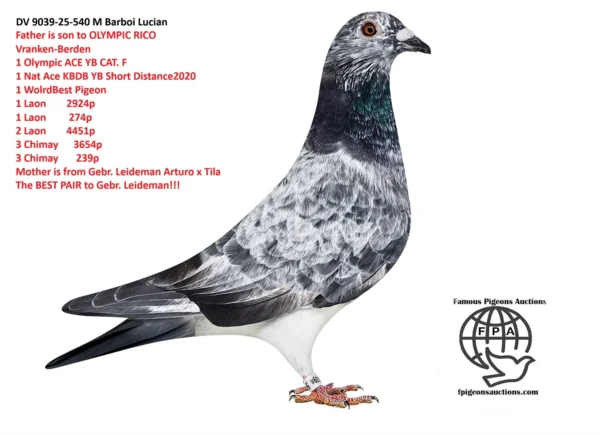 540 DV 9039-25-540 M RICO CLAY Barboi Lucian Grandson to OLYMPIC RICO Vranken-Berden 1 Olympic ACE YB CAT. F 1 Nat Ace KBDB YB Short Distance2020 1 WolrdBest Pigeon 1 Laon 2924p 1 Laon 274p 2 Laon 4451p 3 Chimay 3654p 3 Chimay 239p 8 Dizy 4982p 12 Vervins 5077p