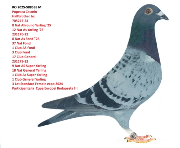 RO 2025-588538 M Popescu Cosmin Halfbrother to: 705272-24 8 Nat Allround Yarling '25 12 Nat As Yarling '25 231170-23 8 Nat As Fond "25 37 Nat Fond 1 Club AS Fond 3 Club Fond 17 Club General 231179-23 9 Nat AS Super Yarling 18 Nat General Yarling 1 Club As Super Yarling 1 Club General Yarling 3 Lot Standard Femele expo 2024 Participanta la cupa europei Budapesta