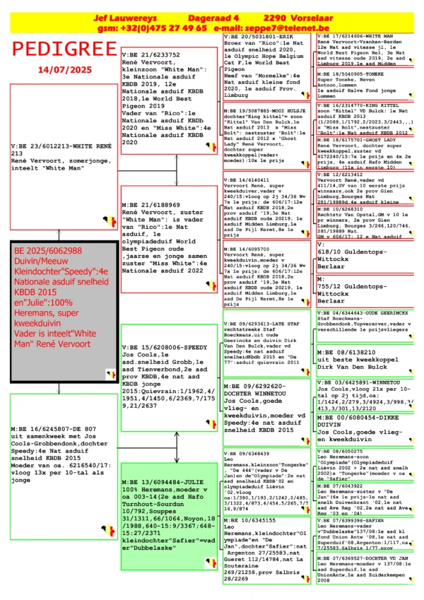 BE 25-6062988 F Jef Lauwereys  Grandaughter Speedy Jos Cool :4e Nationale asduif snelheid KBDB 2015 , father is inbreed to René Vervoort,  inteelt "White Man White Man 3 Nat Ace bird Short D  KBDB 2019   12 Nat Ace bird Short D KBDB 2018  1st World’s best Ace bird FCI Short Distance Belgium