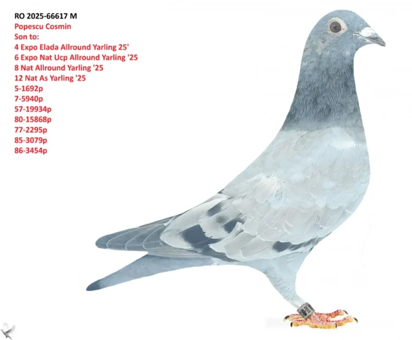 RO 2025-66617 M Popescu Cosmin Son to: 4 Expo Elada Allround Yarling 25' 6 Expo Nat Ucp Allround Yarling '25 8 Nat Allround Yarling '25 12 Nat As Yarling '25 5-1692p 7-5940p 57-19934p 80-15868p 77-2295p 85-3079p 86-3454p