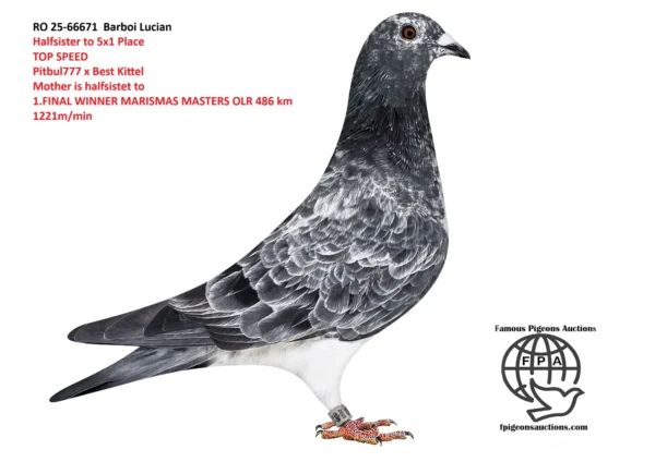 RO 25-66671 F  Barboi Lucian Halfsister to 5x1 Place TOP SPEED Pitbul777 Best Kittel Mother is halfsistet to  1.FINAL WINNER MARISMAS MASTERS OLR 486 km 1221m/min