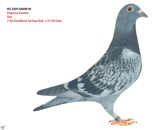 RO 2025-66698 M Popescu Cosmin Son 7 AS Demifond Yarling Club x 27 AS Club