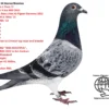 DV 3252-25-839 M Sterner/Bremkes Halfsister tu 5x1 Place Grandaughter to Crimson Gebr.Leideman super Breeder father to 1 ACE Pigeons Germany