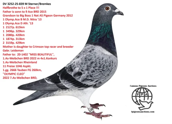 839 DV 3252-25-839 M Sterner/Bremkes Halfsister tu 5x1 Place Grandaughter to Crimson Gebr.Leideman super Breeder father to 1 ACE Pigeons Germany