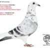 BE 25-6062988 F Jef Lauwereys  Grandaughter Speedy Jos Cool :4e Nationale asduif snelheid KBDB 2015 , father is inbreed to René Vervoort,  inteelt "White Man White Man 3 Nat Ace bird Short D  KBDB 2019   12 Nat Ace bird Short D KBDB 2018  1st World’s best Ace bird FCI Short Distance Belgium