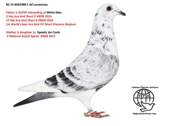 88 BE 25-6062988 F Jef Lauwereys Grandaughter Speedy Jos Cool :4e Nationale asduif snelheid KBDB 2015 , father is inbreed to René Vervoort, inteelt "White Man White Man 3 Nat Ace bird Short D KBDB 2019 12 Nat Ace bird Short D KBDB 2018 1st World’s best Ace bird FCI Short Distance Belgium