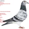 DV 3252-25-891 F Sterner/Bremkes Halfsister tu 5x1 Place Grandaughter to Crimson Gebr.Leideman super Breeder father to 1 ACE Pigeons Germany