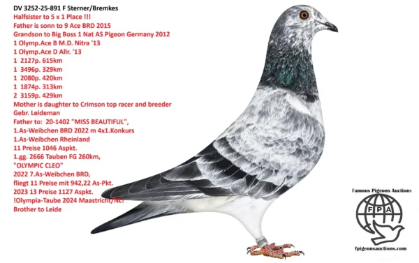 DV 3252-25-891 F Sterner/Bremkes Halfsister tu 5x1 Place Grandaughter to Crimson Gebr.Leideman super Breeder father to 1 ACE Pigeons Germany