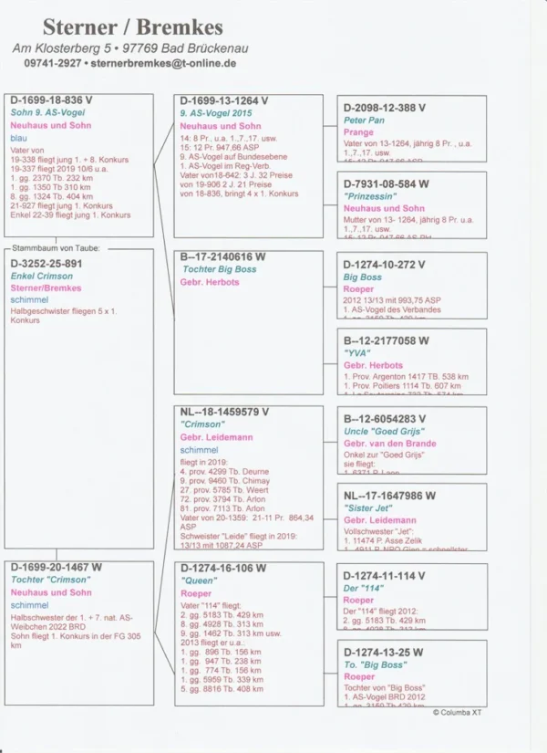 DV 3252-25-891 F Sterner/Bremkes Halfsister tu 5x1 Place Grandaughter to Crimson Gebr.Leideman super Breeder father to 1 ACE Pigeons Germany
