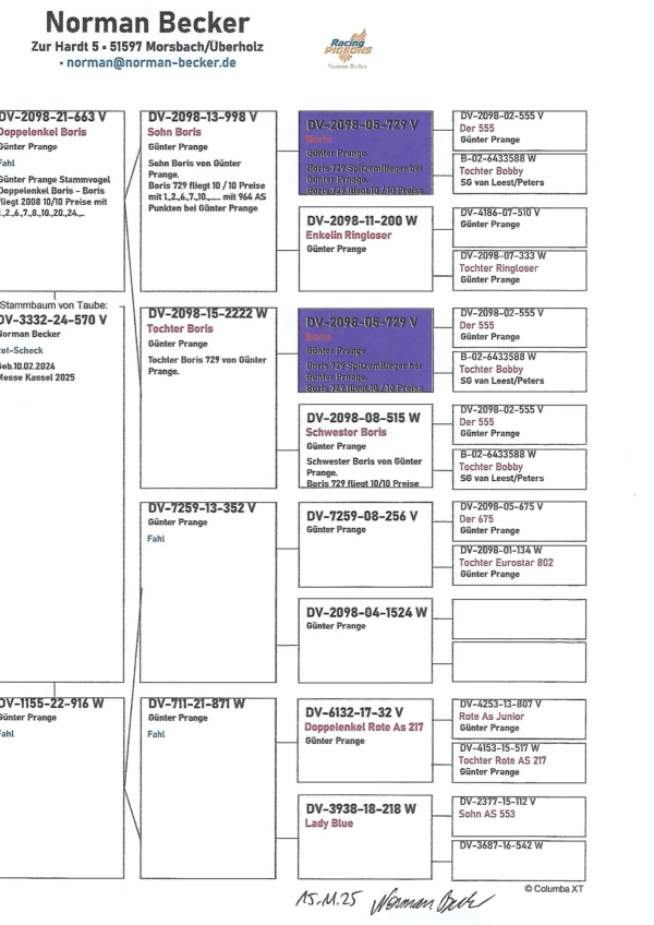 DV 3332-24-570 Mascul Norman Backer tatal dublu nepot Boris usper reproducatoru, un mascul 100% Gunter Prange