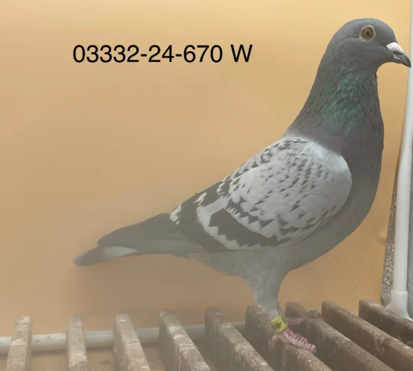 DV 3332-24-670 Femela Norman Backer dubla stranepoat "361 Semifrate Ringlose 12 Gunter Prange