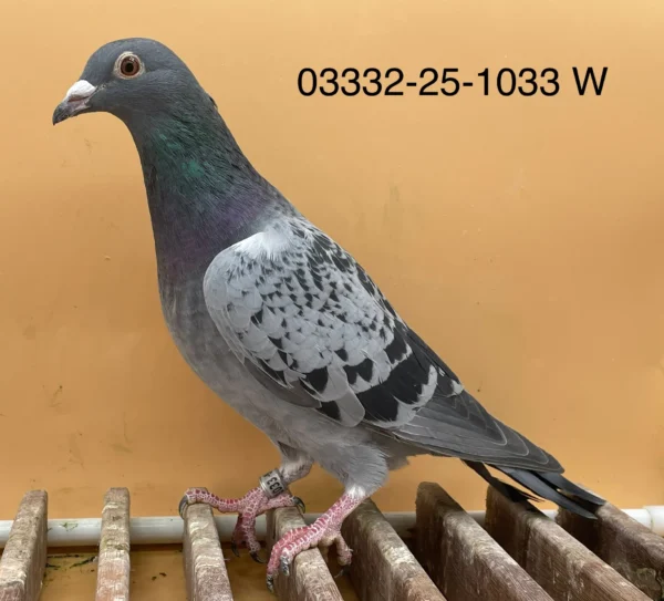 DV 3332-25-1033 Norman Becker Femela consangvina Ringlose 12 , Mama nepoata "520" 7 x locul 1